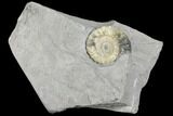 Ammonite (Promicroceras) Fossil - Lyme Regis #103024-1